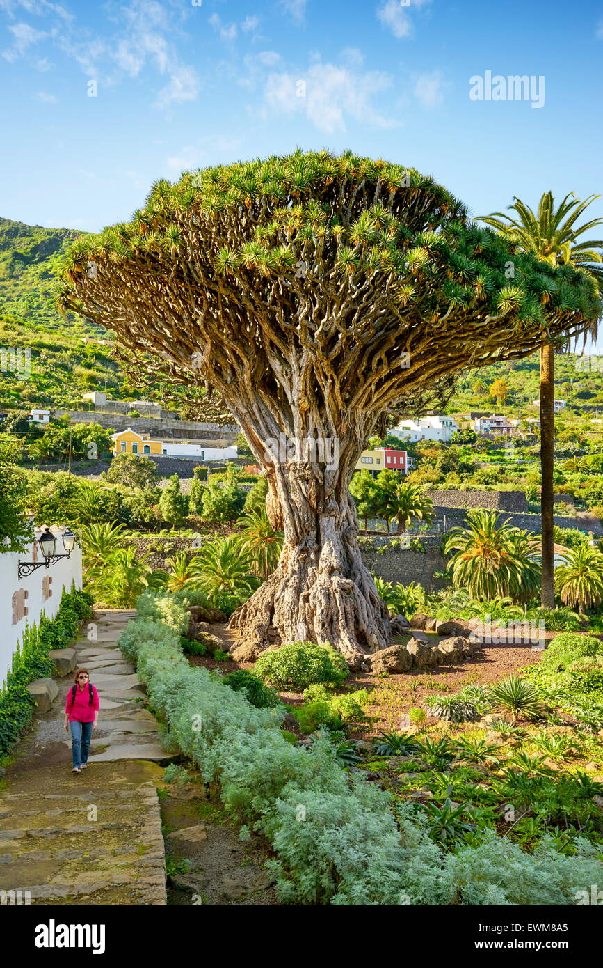 Dragon Tree, Dracaena draco, La Orotava, Tenerife, Canary Islands, Spain Stock Photo