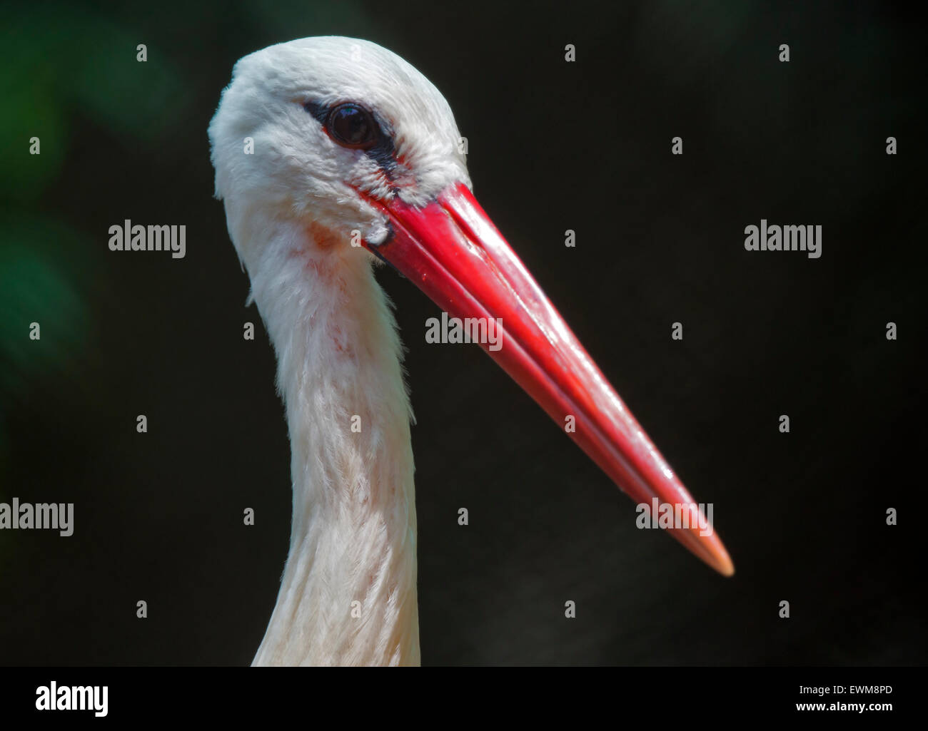Grus leucogeranus (Leucogeranus leucogeranus), Siberian White Crane ...