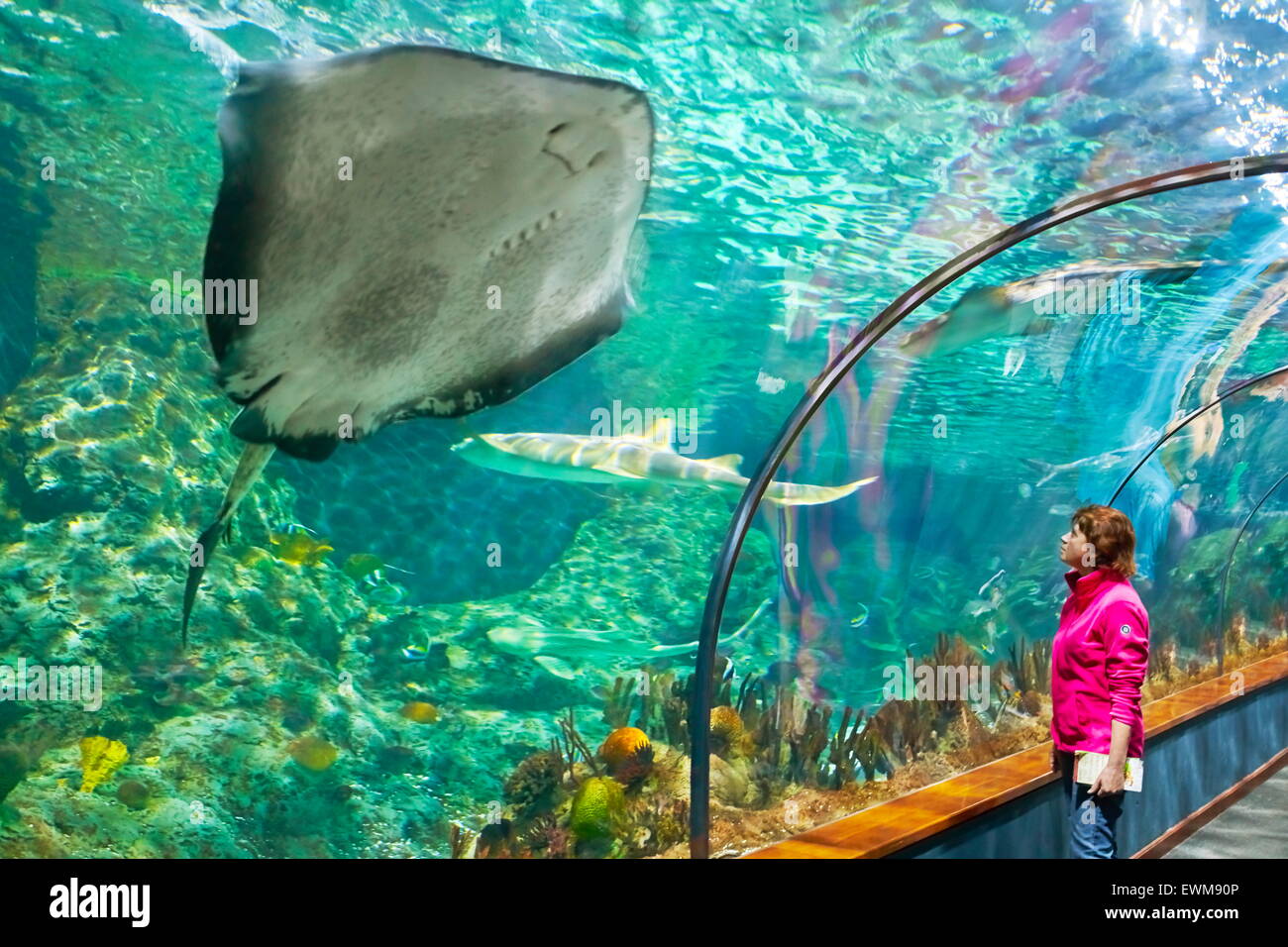 The Stingray, aquarium in Loro Parque, Puerto de la Cruz, Tenerife, Canary Islands, Spain Stock Photo