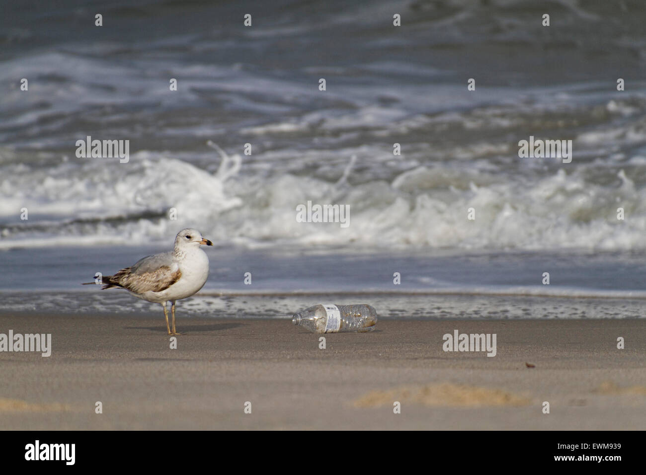 A seagull stands by a plastic bottle discarded on the beach as the ocean tide comes in Stock Photo