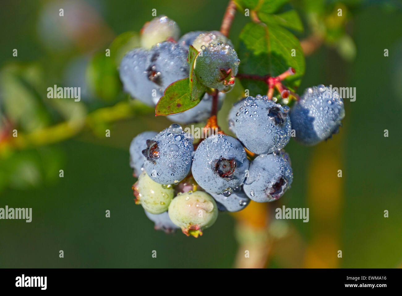 A tight, wet cluster of ripening mountain blueberries covered in morning dew in early summer Stock Photo