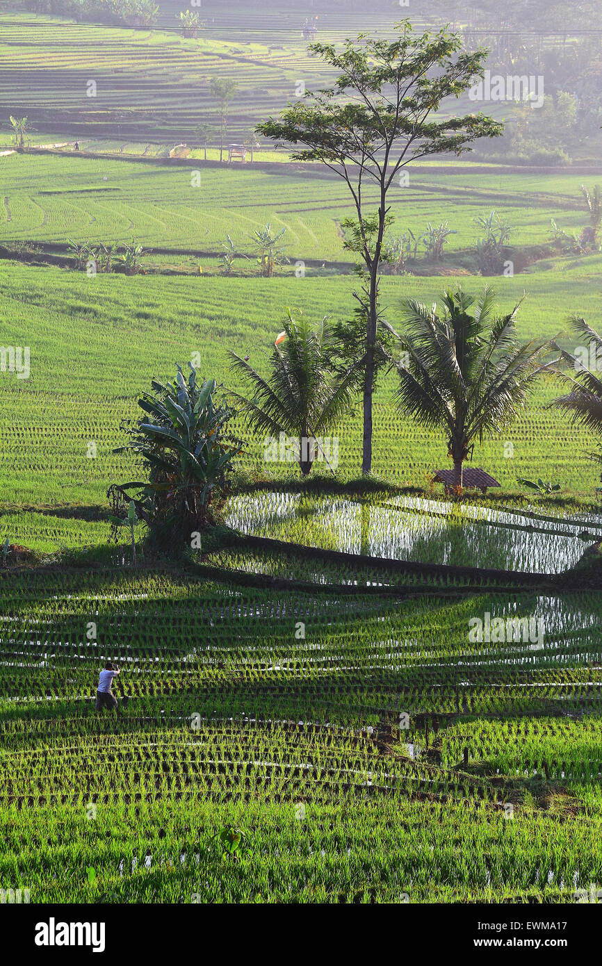 Rice field of central java hi-res stock photography and images - Alamy