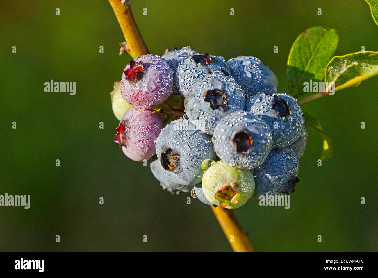 A tight, wet cluster of ripening mountain blueberries covered in morning dew in early summer Stock Photo
