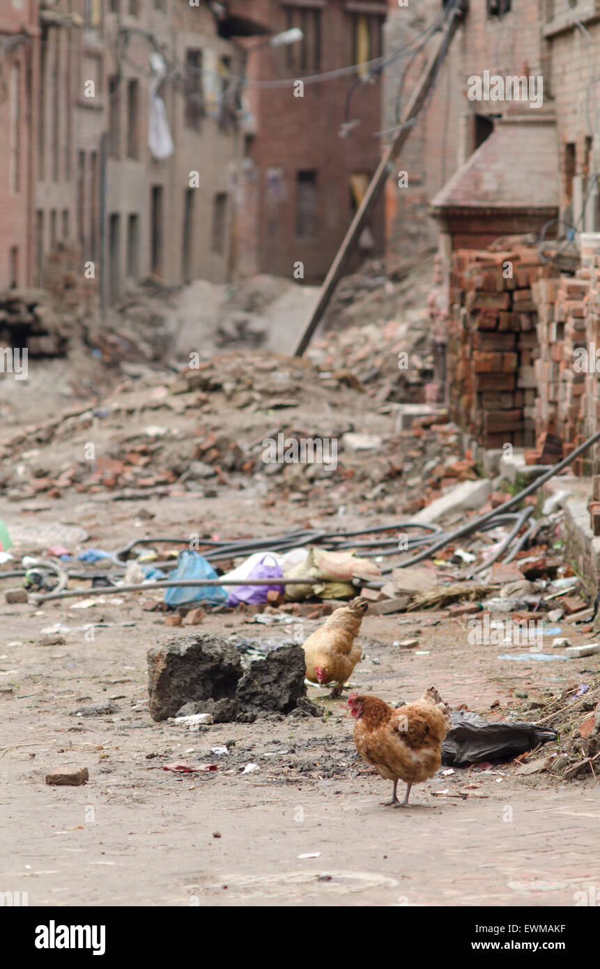 Nepal Earthquake: Chickens in streets of Bhaktapur Stock Photo