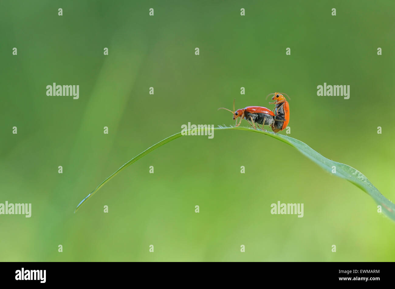 Mating Ladybugs on grass Stock Photo - Alamy