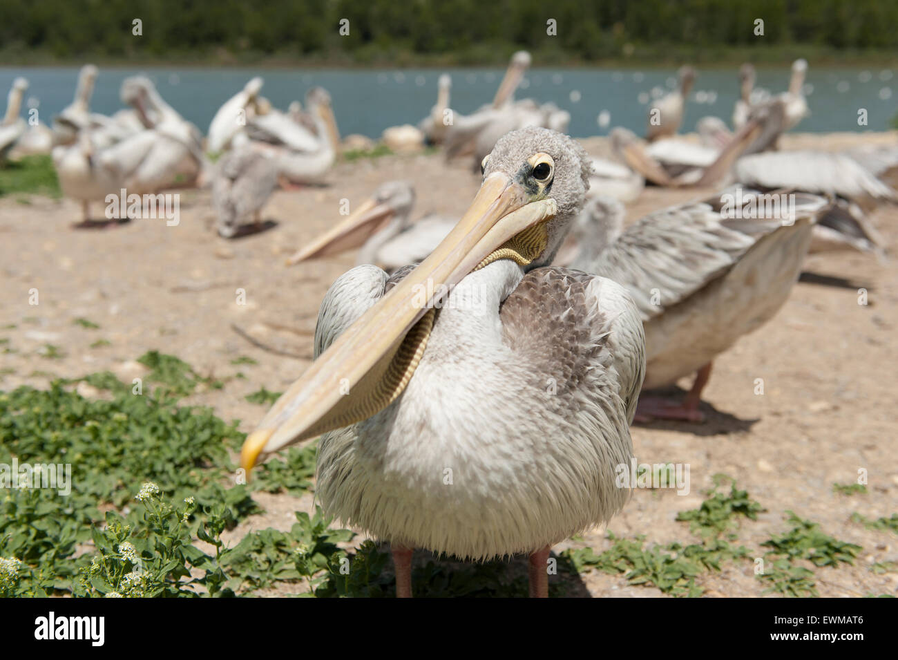 French Pelicans at the Réserve Africaine de Sigean near Sigean, Languedoc, southern France Stock Photo