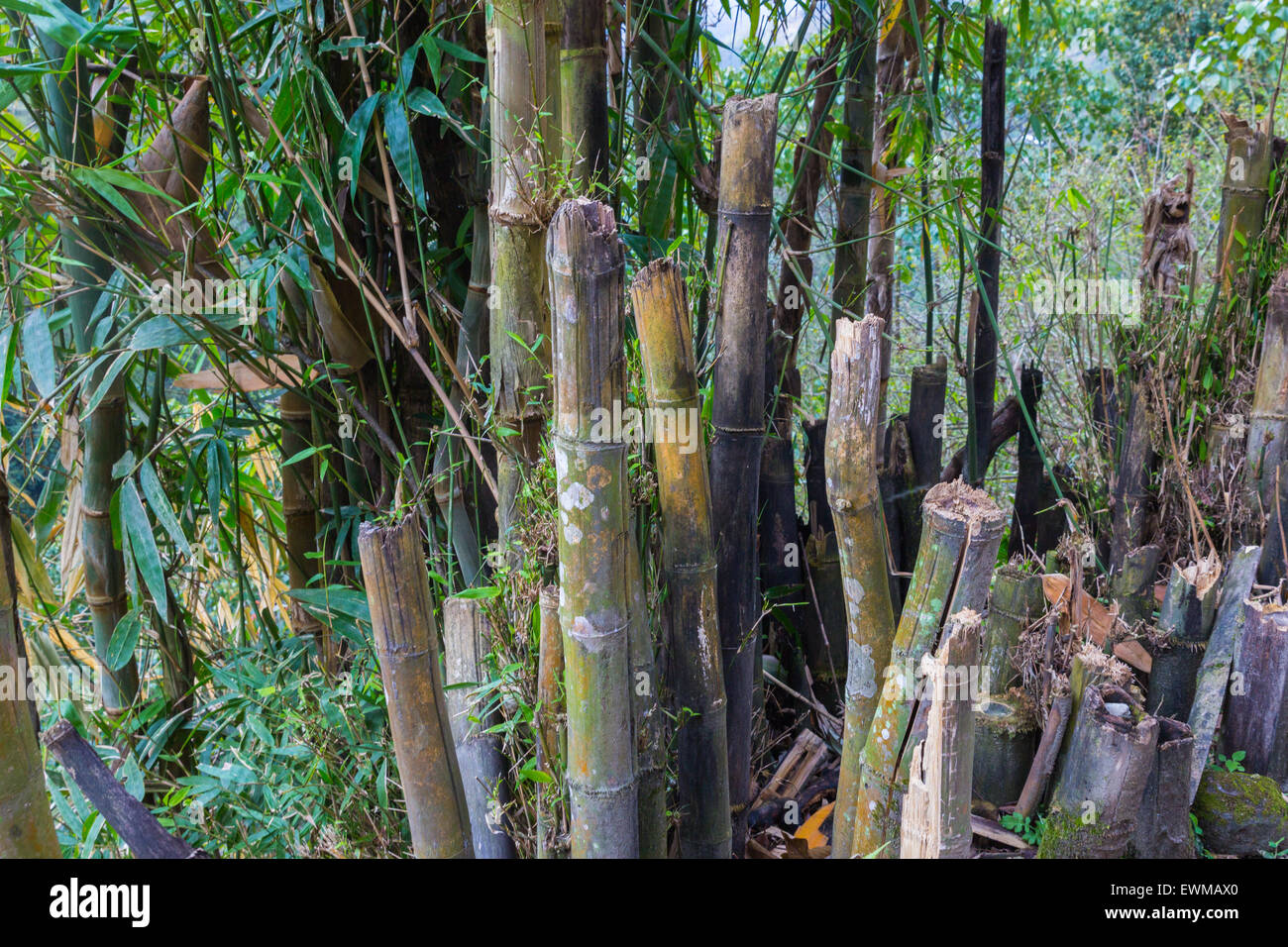 Bamboo in the Nepal forest Stock Photo Alamy