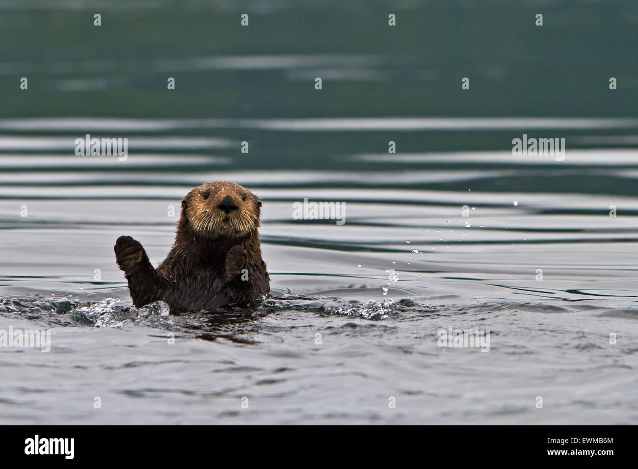 Sea otter, Enhydra lutris, belongs to the weasel family, photographed of the west coast of northern Vancouver Island, British Co Stock Photo