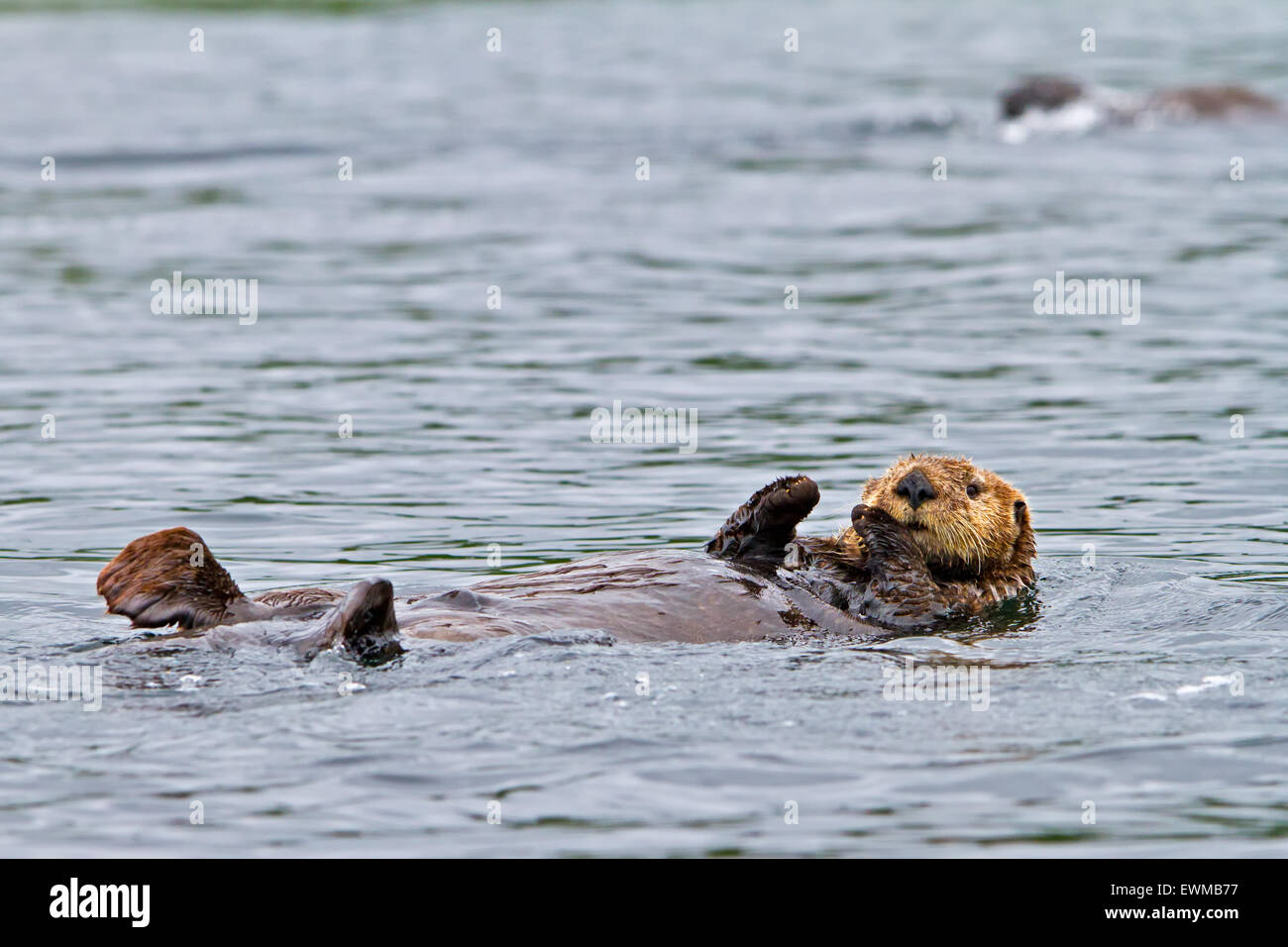 Sea otter, Enhydra lutris, belongs to the weasel family, photographed of the west coast of northern Vancouver Island, British Co Stock Photo