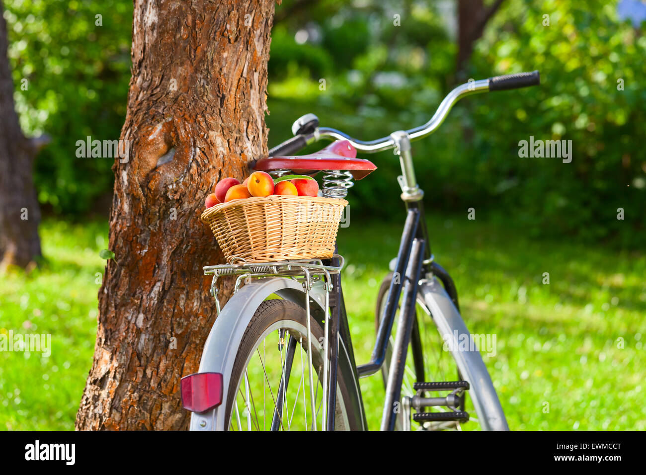 basket of juicy ripe apricots on bike in garden Stock Photo - Alamy
