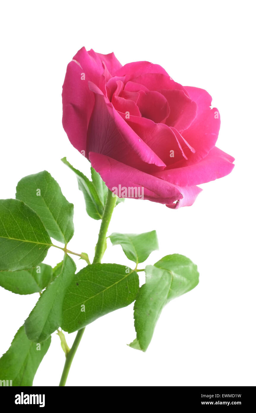 Natural pink red rose Stock Photo