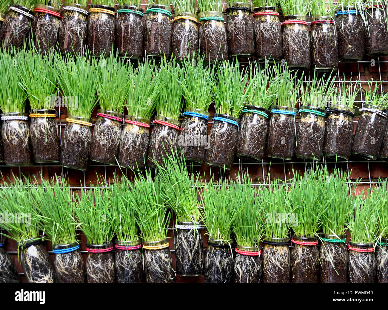 Greengrocer herbs fresh vegetables for sale indoor food market  Shanghai China Chinese Stock Photo