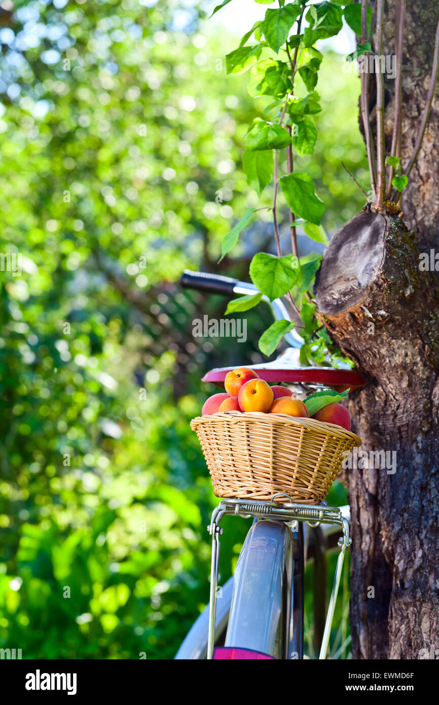 basket of juicy ripe apricots on bike in garden Stock Photo - Alamy