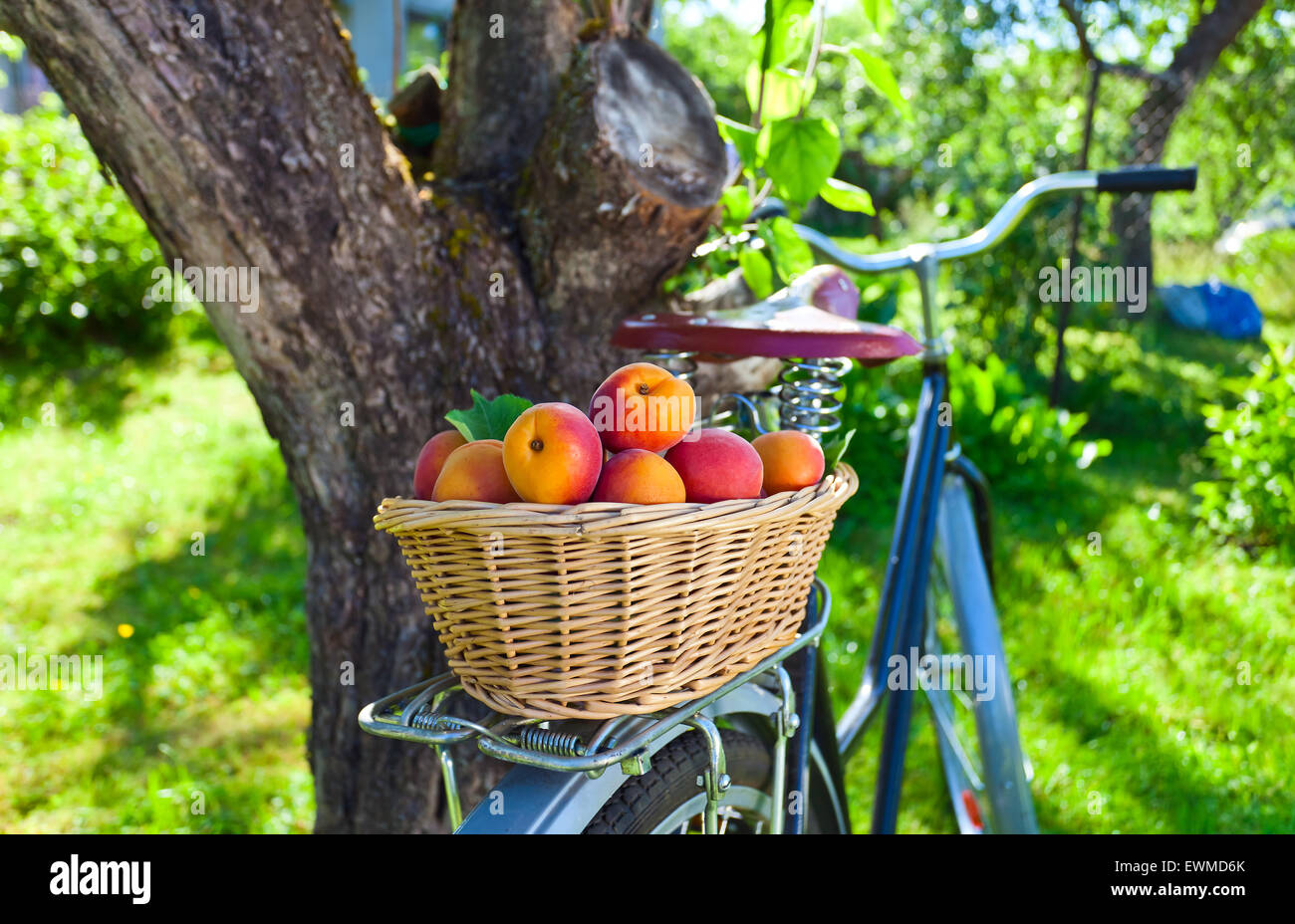 basket of juicy ripe apricots on bike in garden Stock Photo - Alamy