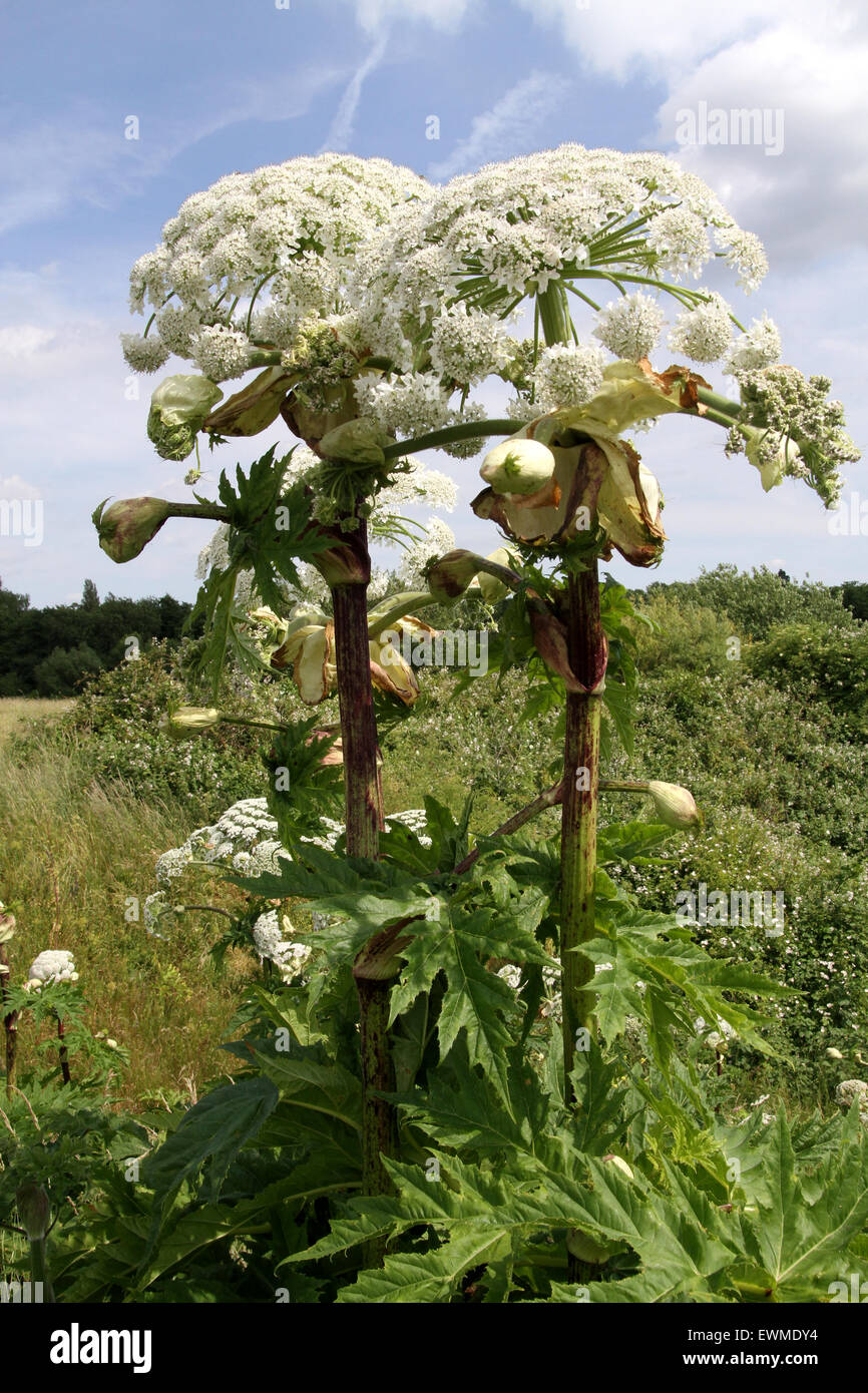 Giant Hogweed heracleum mantegazzianum Kent Stock Photo