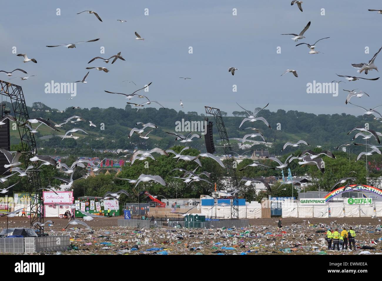 Glastonbury Festival, Somerset, UK. 29 June 2015. As the exodus from the festival site gets underway the clear up  begins and the seagulls move in for the pickings. Credit:  Tom Corban/Alamy Live News Stock Photo