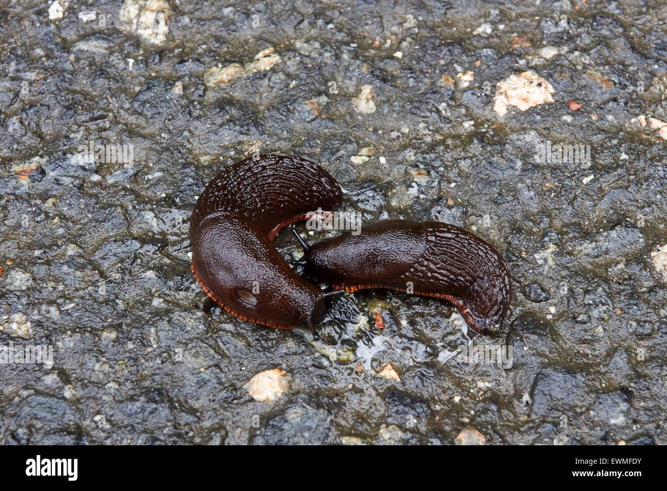 Spanish slug, Arion vulgaris, Finland Europe Stock Photo