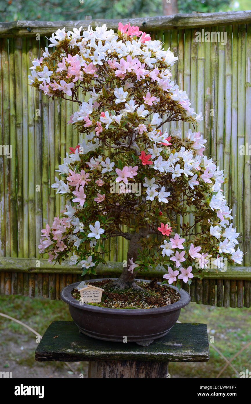 Satsuki azalea (Rhododendron indicum) bonsai, Germany Stock Photo