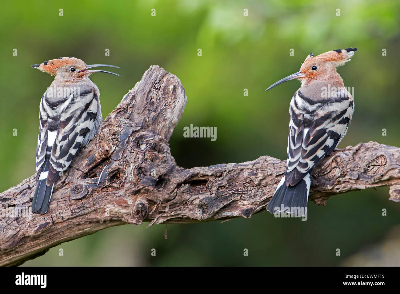 Hoopoe (Upupa epops) pair, mating, courtship, male, female, Toscana, Italy Stock Photo