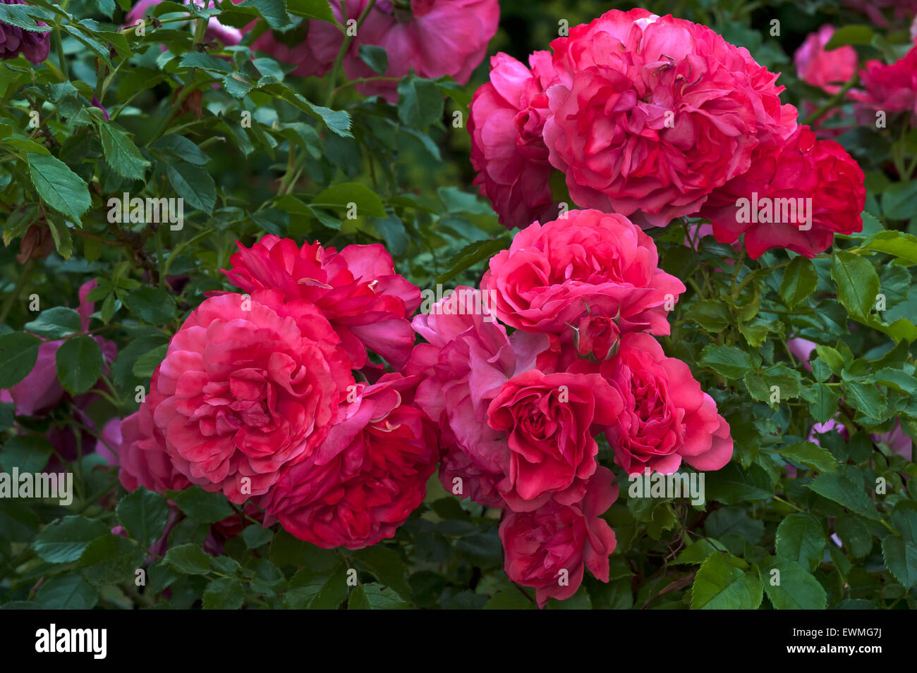 Flowering 'Karina' roses (Rosa sp.), Bavaria, Germany Stock Photo