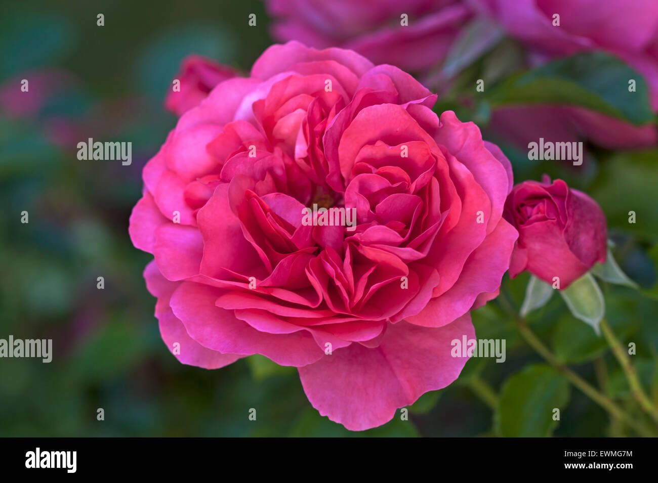 Flowering 'Karina' roses (Rosa sp.), Bavaria, Germany Stock Photo