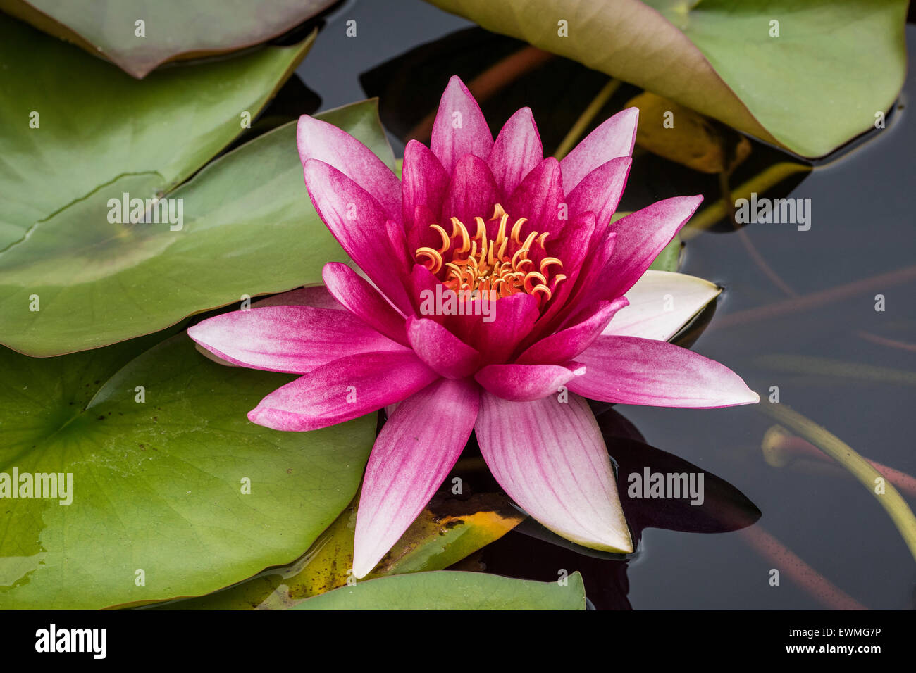 Water lily (Nymphaea sp.), Baden-Württemberg, Germany Stock Photo