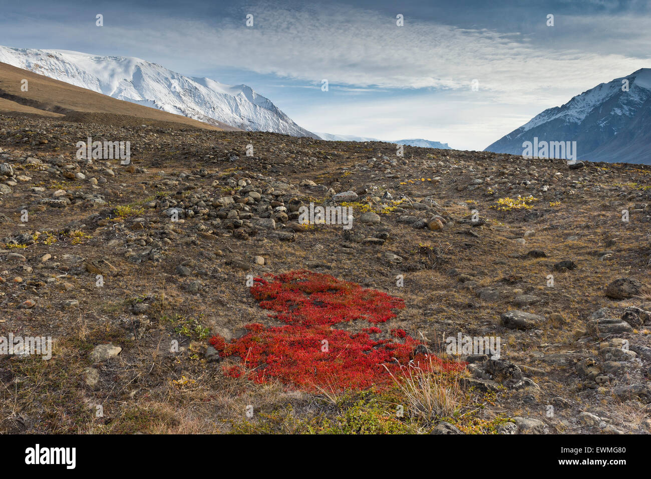 Autumn colored alpine or mountain bearberry (Arctostaphylos alpinus), Paradisdal, Kjerulf Fjord, branch of the Kaiser Franz Stock Photo