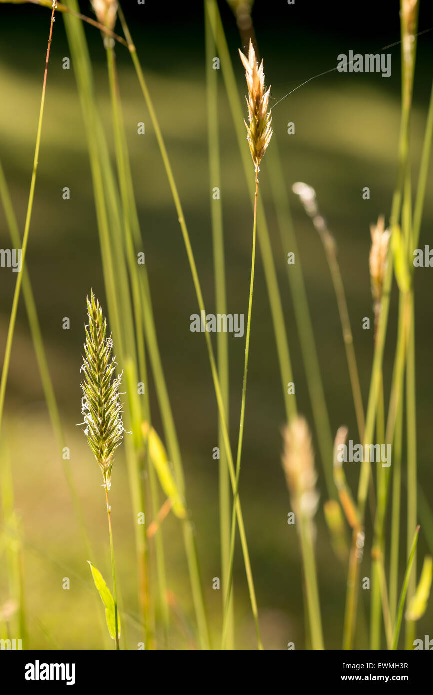 meadow grass spike standing out source of pollen hayfever and summer misery for many Stock Photo