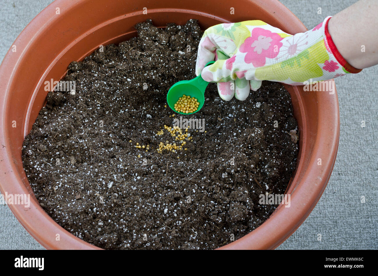 Container gardening, potting a plant.  Step 1 of: adding controlled release fertilizer pellets to the potting soil.  Model released. Stock Photo
