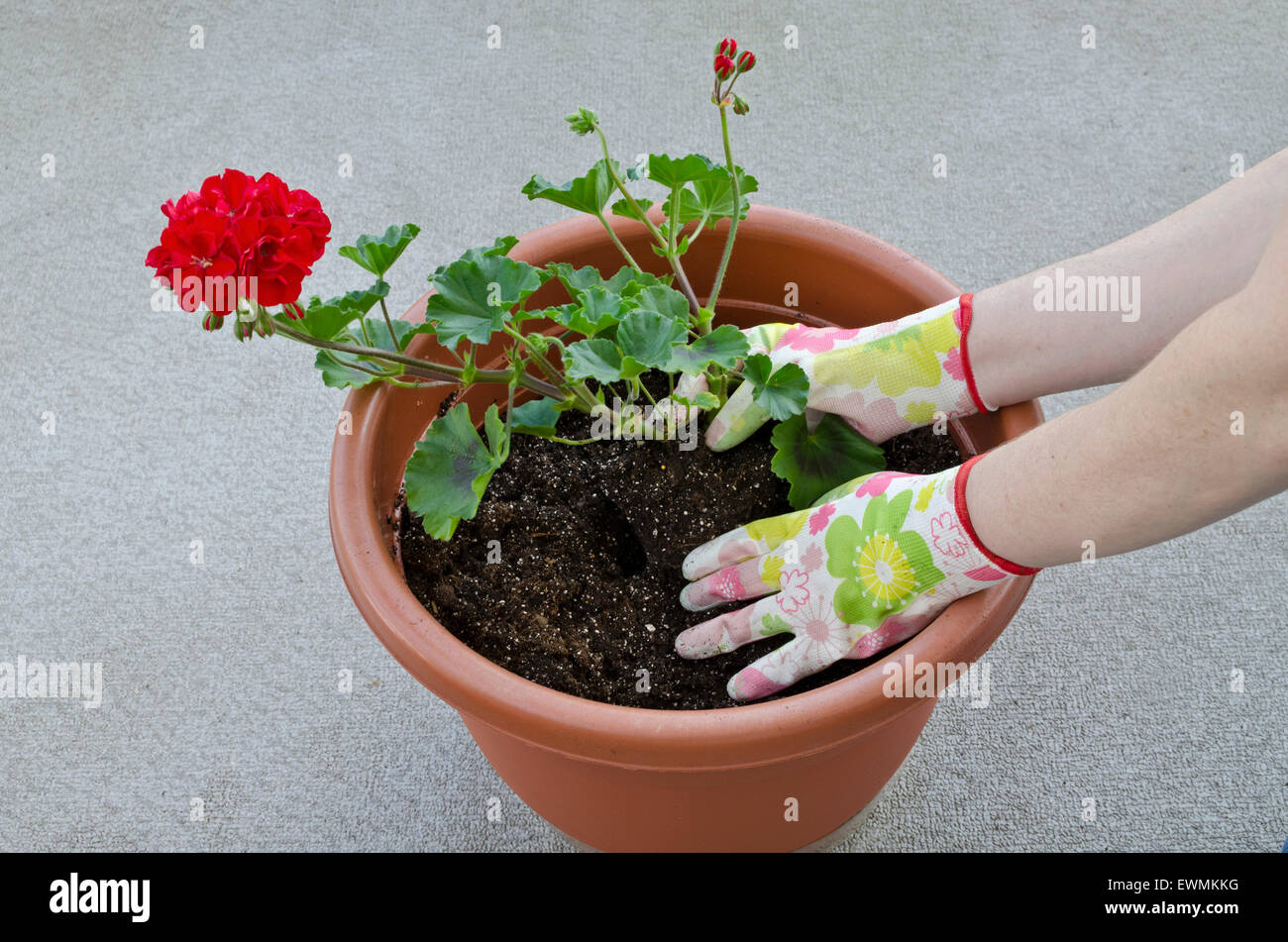 Container gardening, potting a plant Step 5 of 7 planting flower