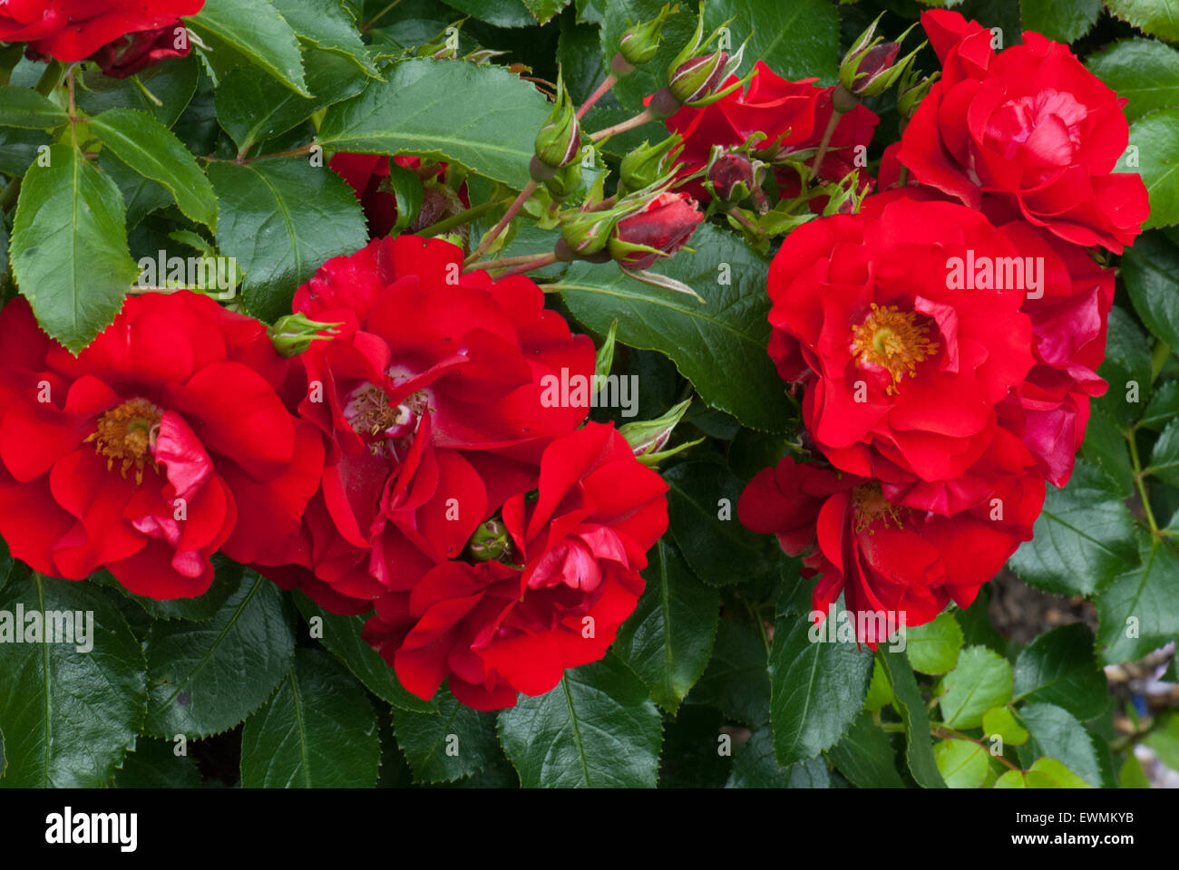 Scarlet red 'Flower Carpet' bush rose Stock Photo