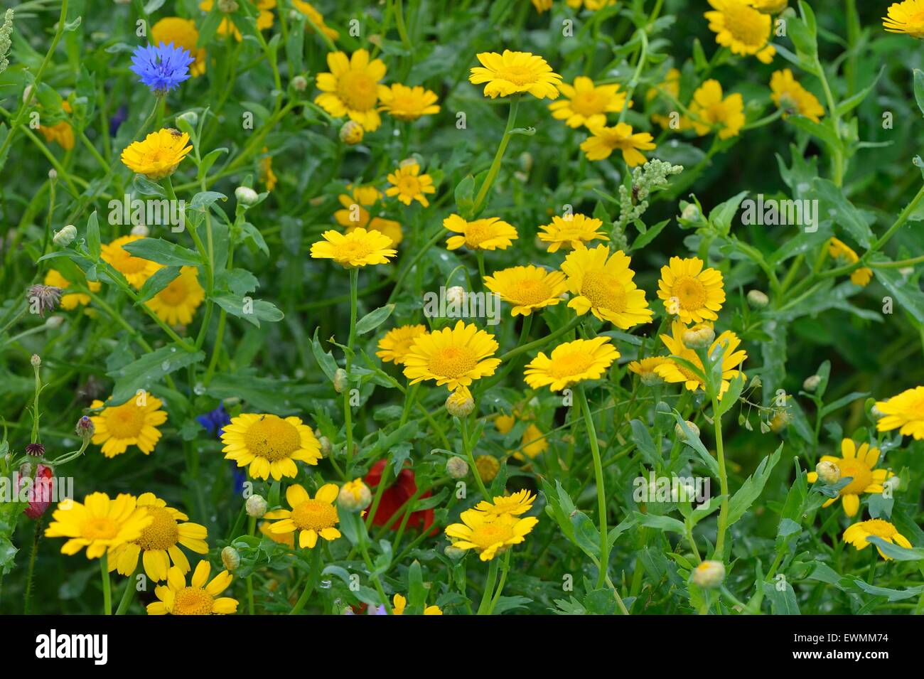 Corn Marigold - Corn Daisy (Glebionis segetum) flowering in a meadow in summer Belgium Stock Photo