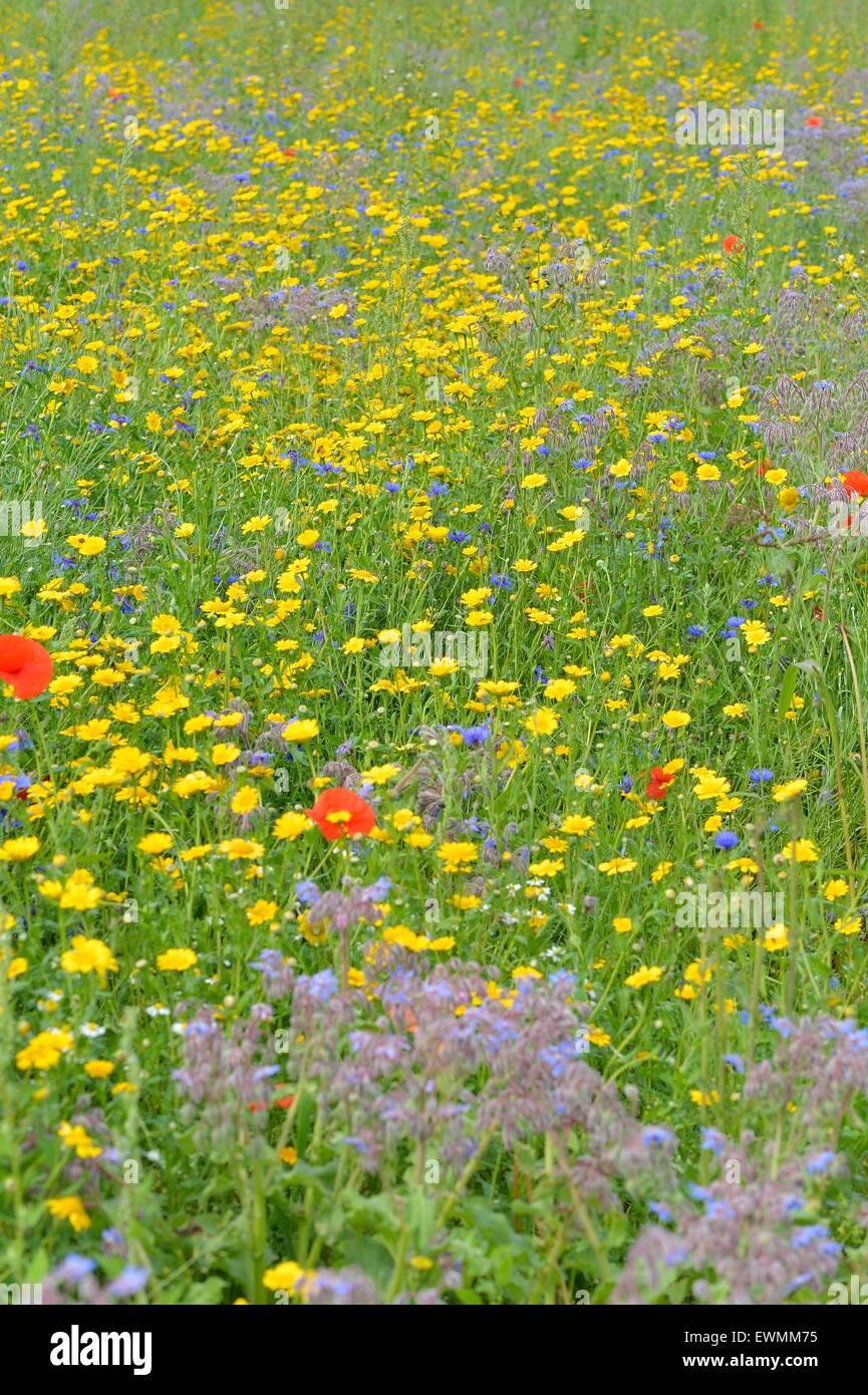 Corn Marigold - Corn Daisy () & Borage - Starflower () & Cornflower - Bluebottle - Hurtsickle Stock Photo