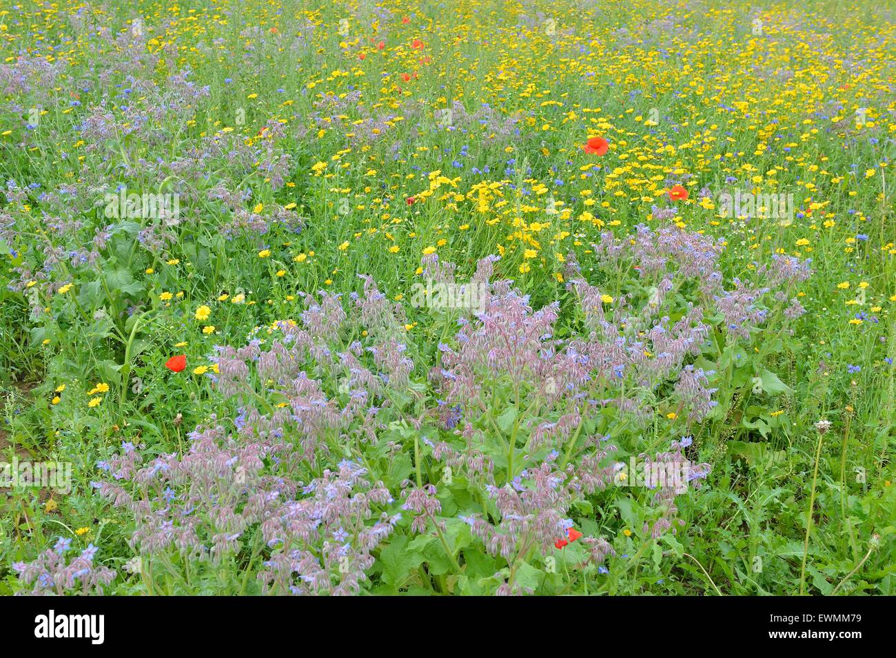 Corn Marigold & Borage & Cornflower & Common Poppy flowering in a meadow in summer Stock Photo
