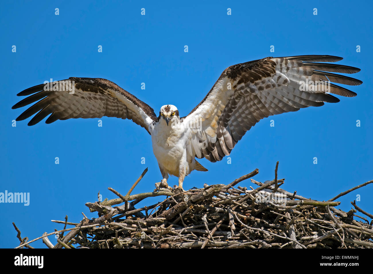 Osprey Landing in Nest Stock Photo Alamy