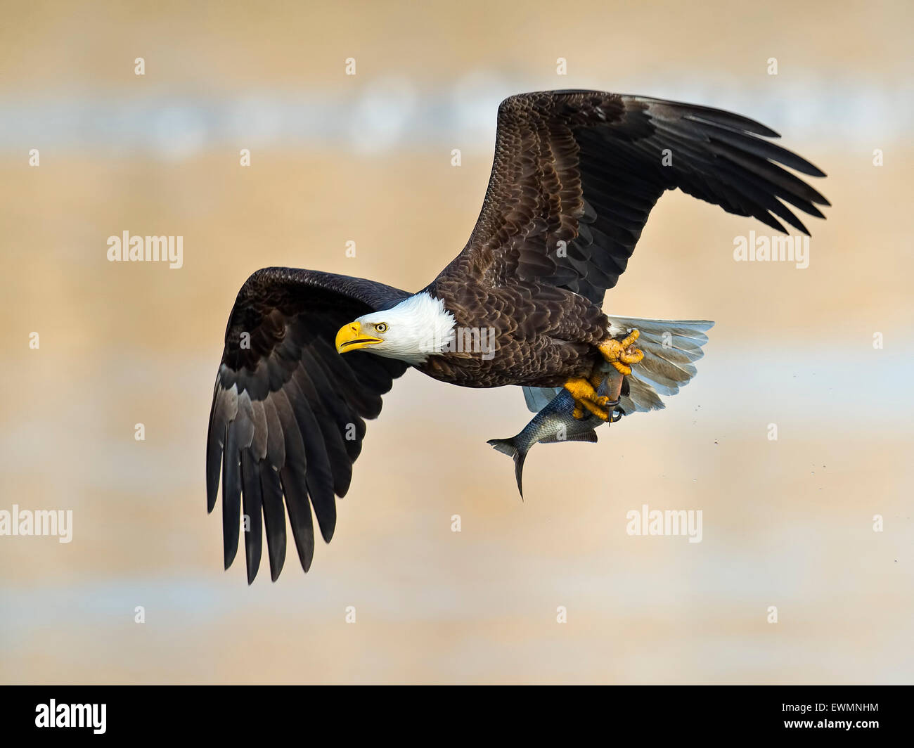 American Bald Eagle in Flight with Fish Stock Photo