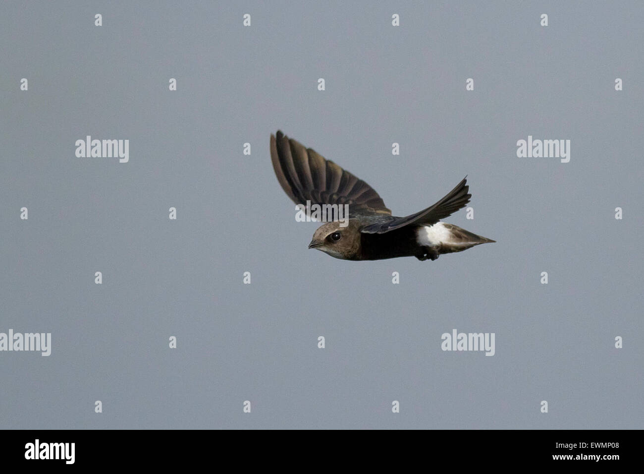 little swift (Apus affinis) in flight Stock Photo