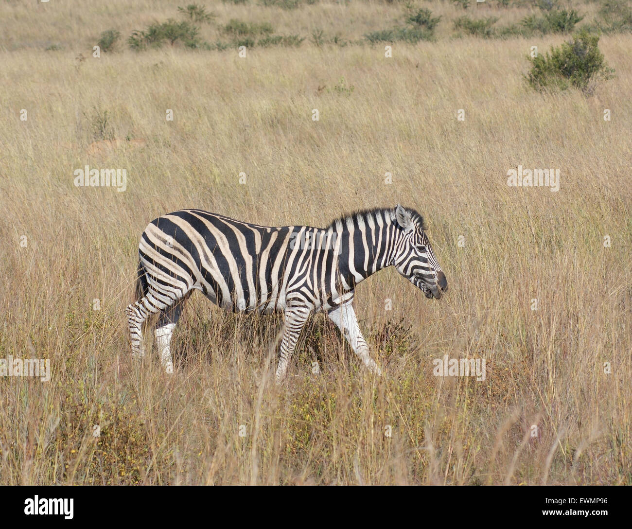 sunny savanna scenery with zebra in Botswana, Africa Stock Photo