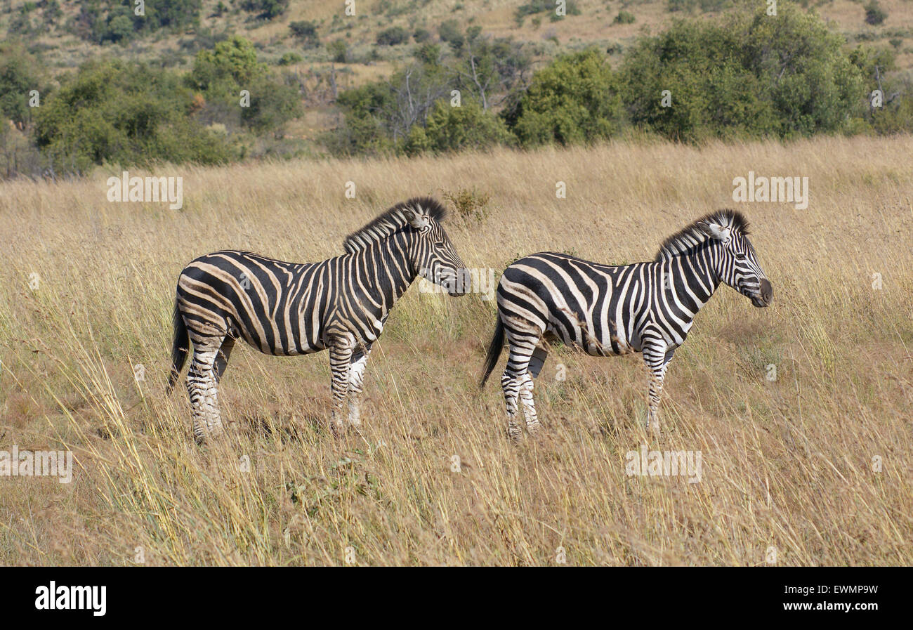 sunny savanna scenery with zebras in Botswana, Africa Stock Photo
