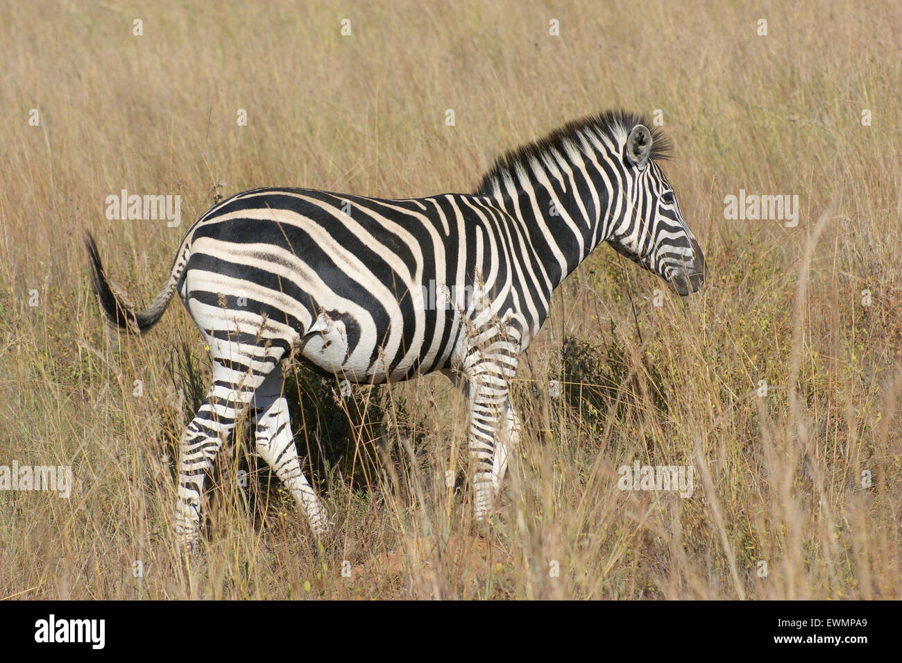 sunny savanna scenery with zebra in Botswana, Africa Stock Photo