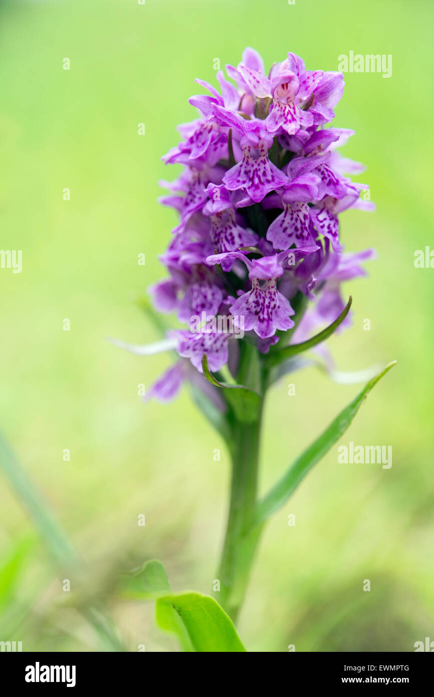 Northern Marsh-orchid, Growing In A Field, Highland Perthshire, Scotland. Stock Photo