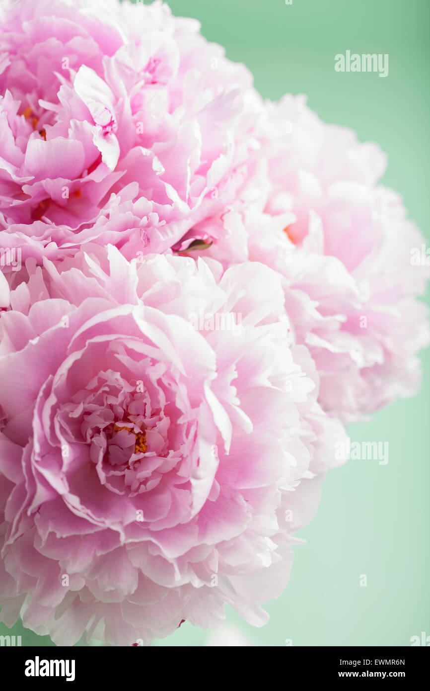 beautiful pink peony flower background Stock Photo - Alamy