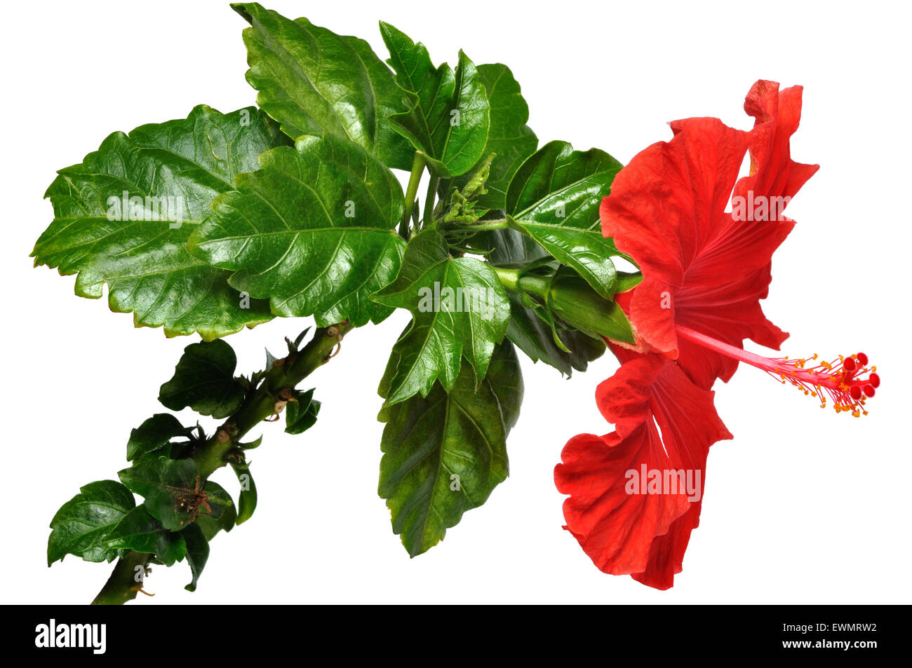 Hibiscus flower Cut Out Stock Images & Pictures - Alamy