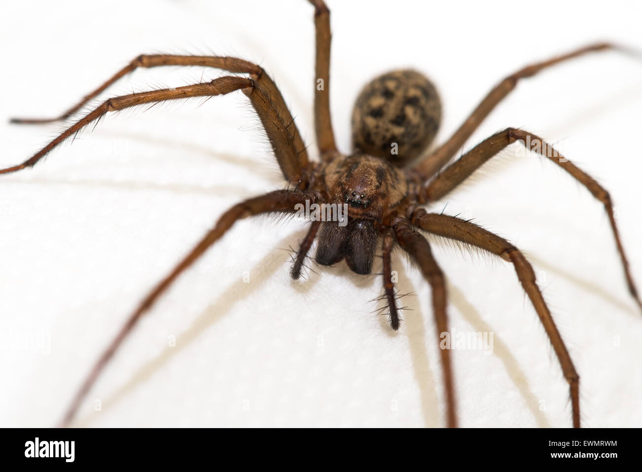 Largest Uk Spider Hi res Stock Photography And Images Alamy Largest Uk Spider Hi res Stock Photography And Images Alamy