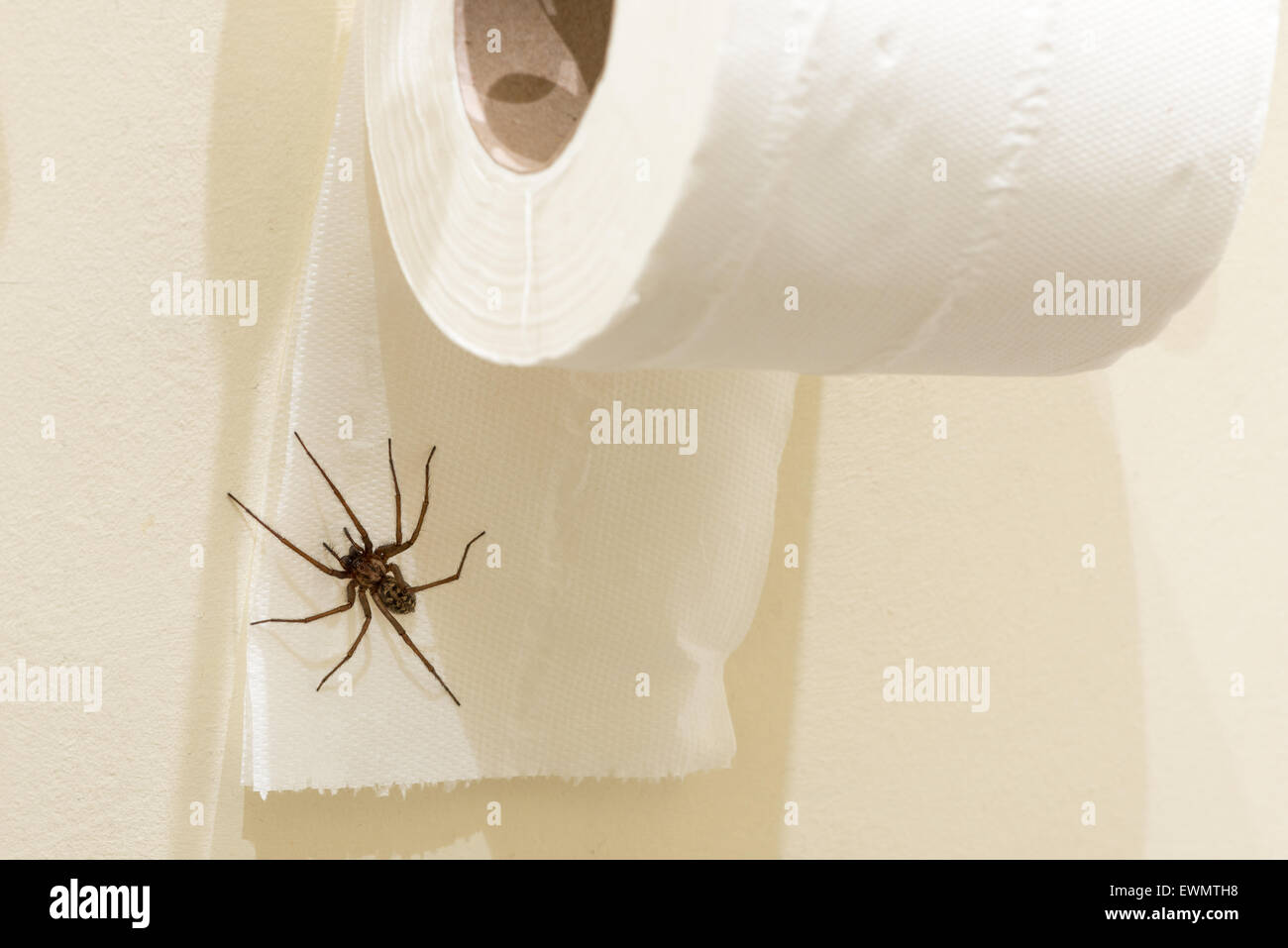 Fear of entering the bathroom the largest British domestic spider