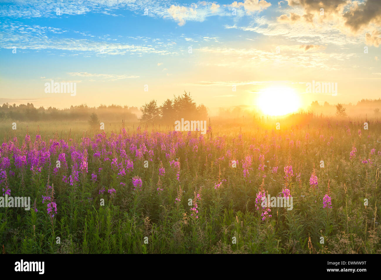 rural landscape with the sunrise and blossoming meadow Stock Photo - Alamy