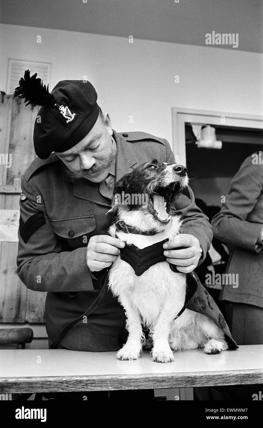 Lance corporal 'Paddy' was promoted Sgt. Paddy, when he was collected from quarantine at Hackbridge Kennels, in Surrey. The first Battalion the Royal Ulster Rifles has no official mascot, but on the unofficial strength there is an animal described as a sh Stock Photo