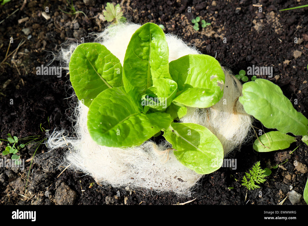 White sheep's wool used as a mulch surrounds a young green lettuce