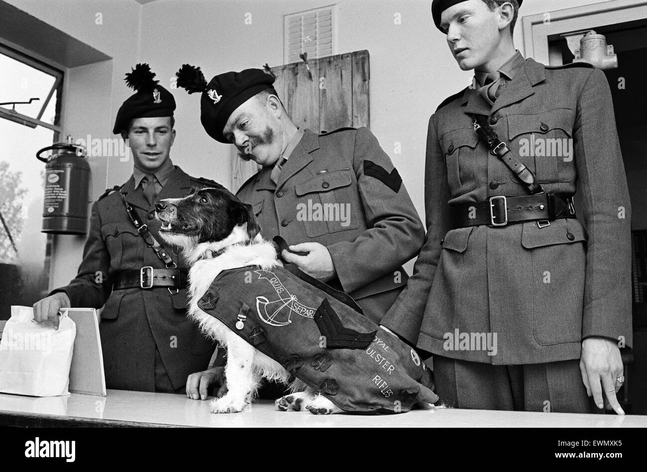 Lance corporal 'Paddy' was promoted Sgt. Paddy, when he was collected from quarantine at Hackbridge Kennels, in Surrey. The first Battalion the Royal Ulster Rifles has no official mascot, but on the unofficial strength there is an animal described as a sh Stock Photo