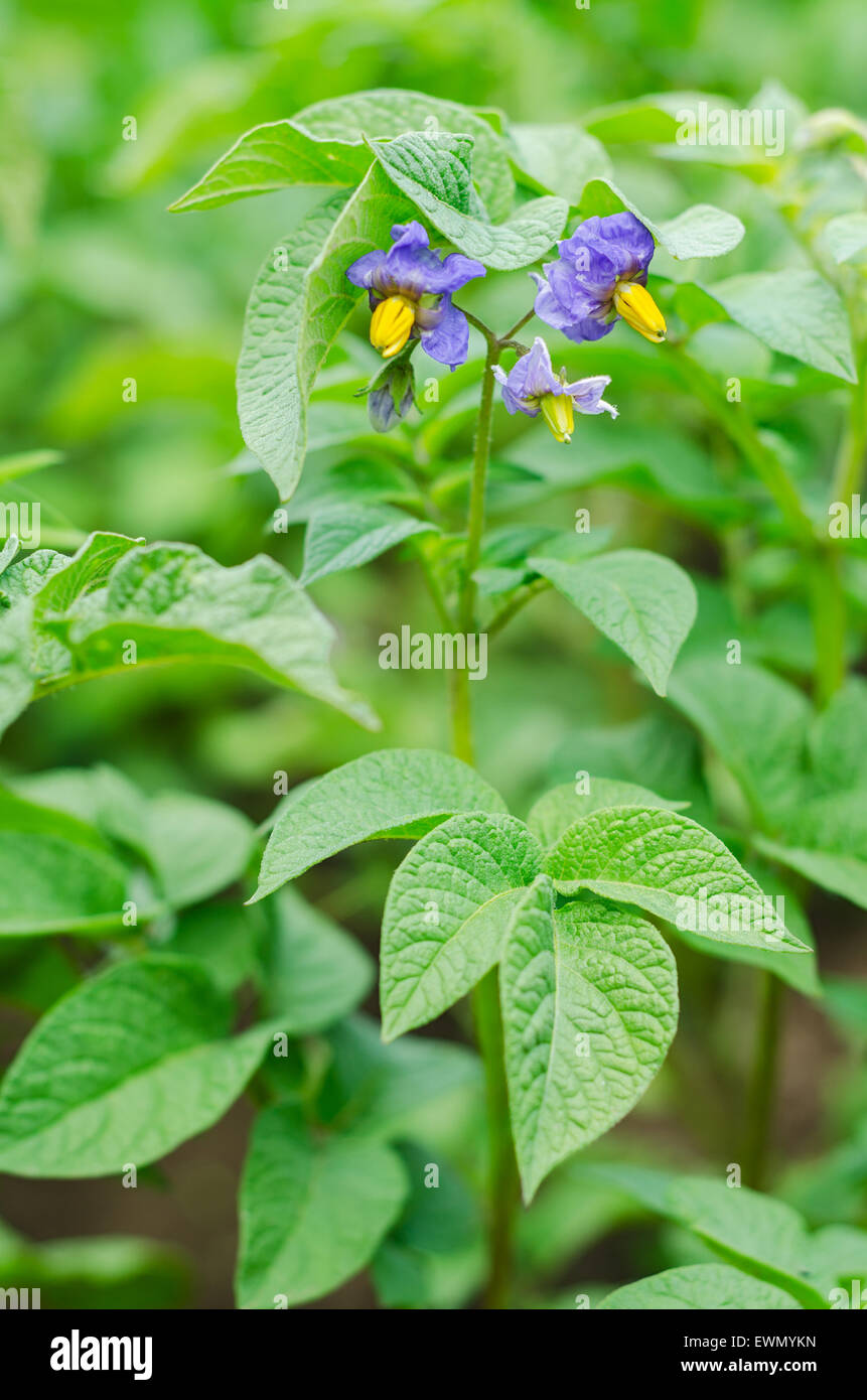 Purple potato flowers hi-res stock photography and images - Alamy